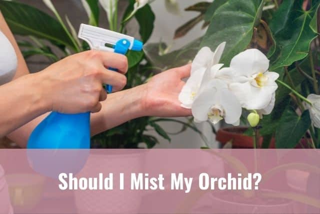 Person misting an orchid
