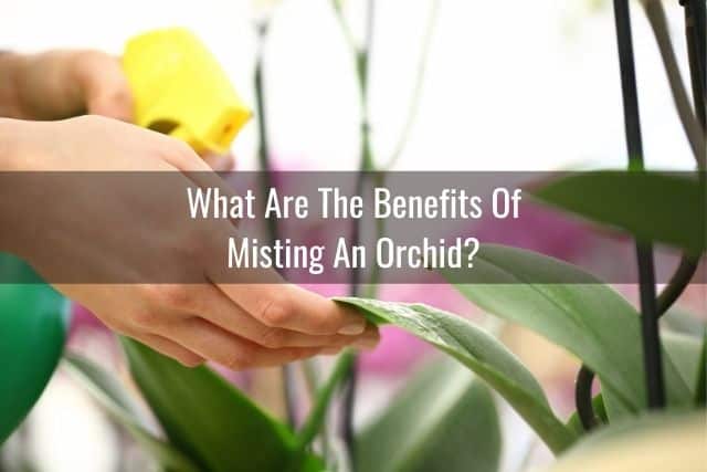 An orchid being misted