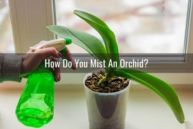 Person misting an orchid