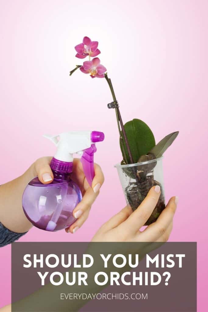 Person misting an orchid