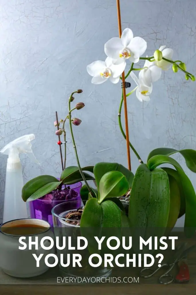 Should I Mist My Orchid? - Everyday Orchids