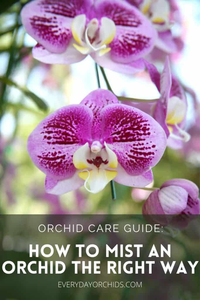 Should I Mist My Orchid? - Everyday Orchids