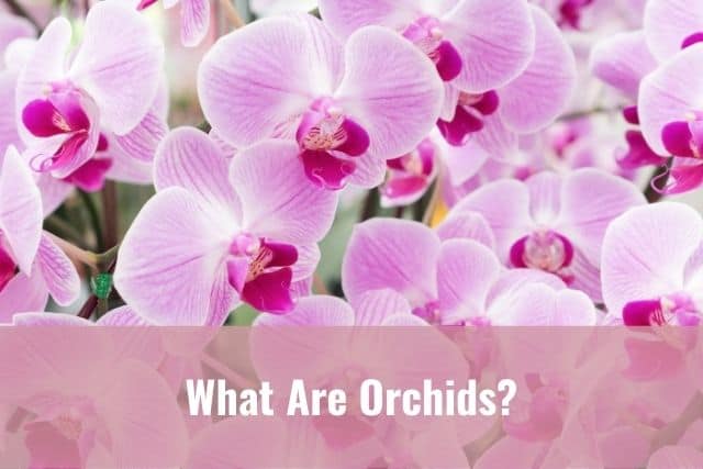 Pink orchid flowers