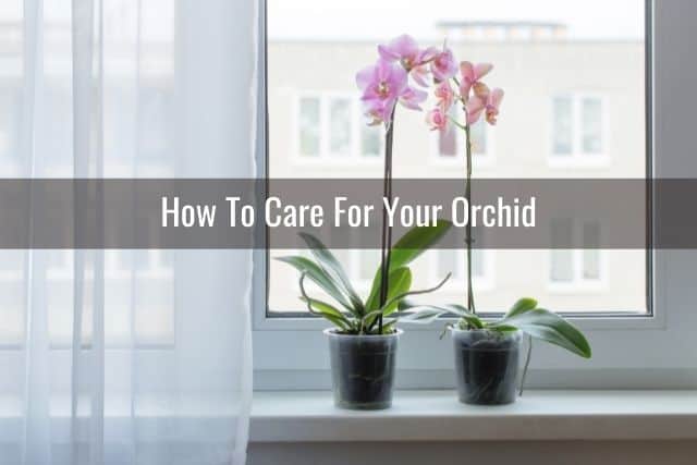 Potted orchids sitting on a windowsill