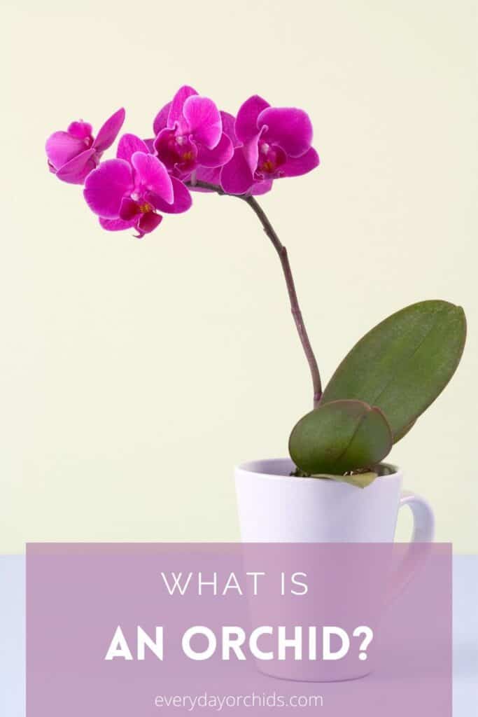 What Are Orchids? - Everyday Orchids