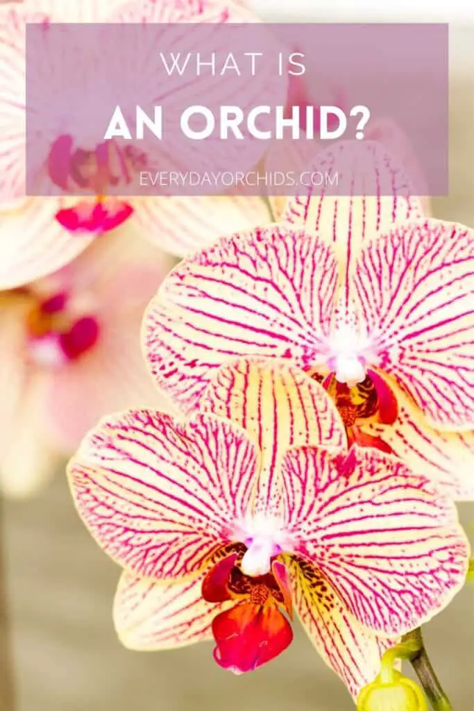 Striped Phalaenopsis orchid flowers