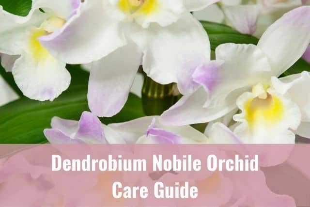 White and lavender Dendrobium orchid flowers