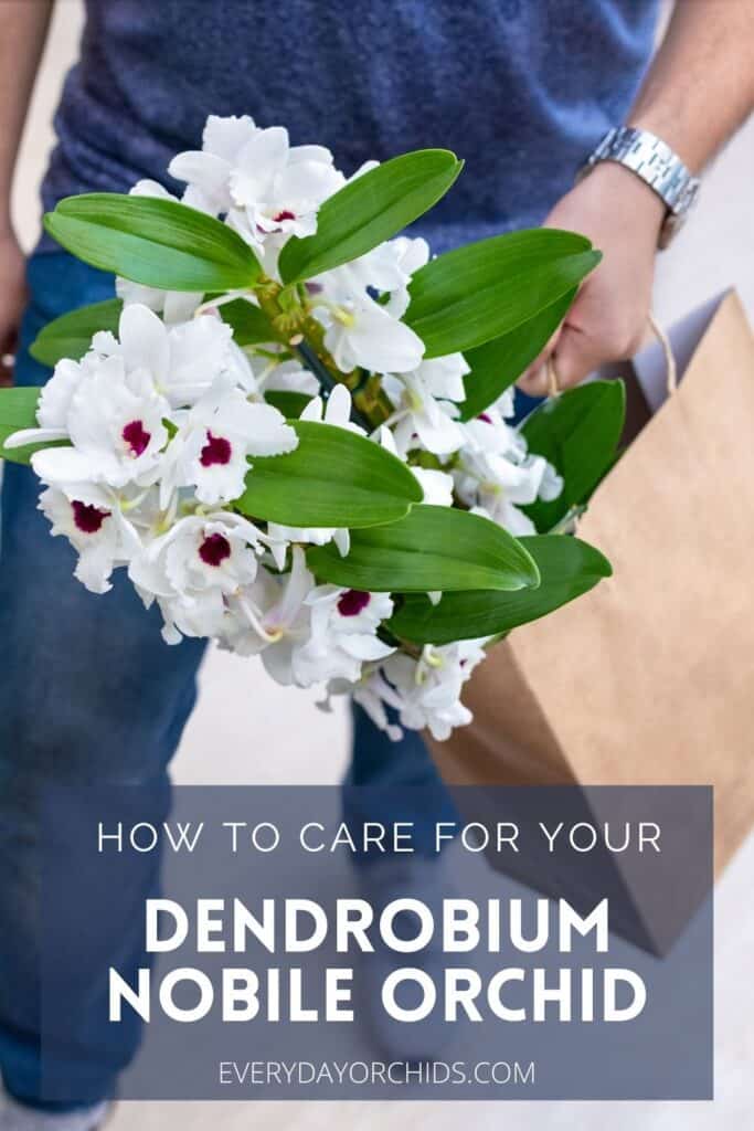 Person carrying a blooming Dendrobium Nobile orchid in a bag