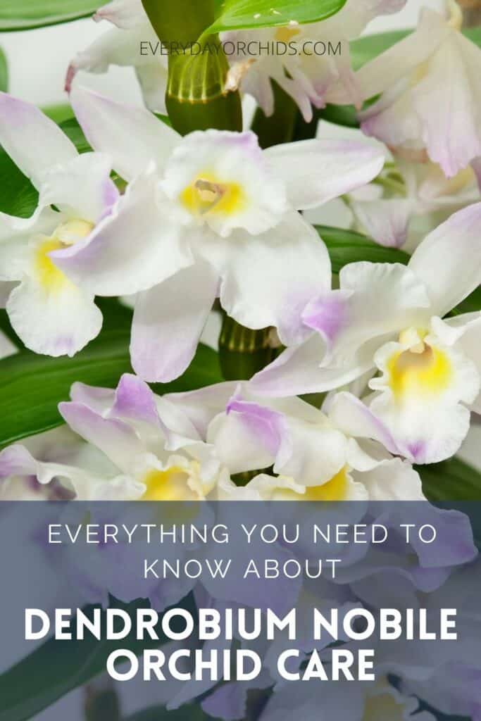 White Dendrobium orchid flowers