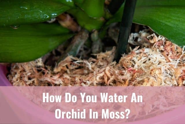 The science behind How I Water Orchids potted in Sphagnum Moss (Seminar) 