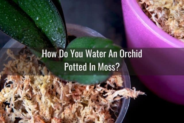 Watering an orchid potted in sphagnum moss