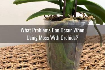 How Do You Water An Orchid In Moss? - Everyday Orchids