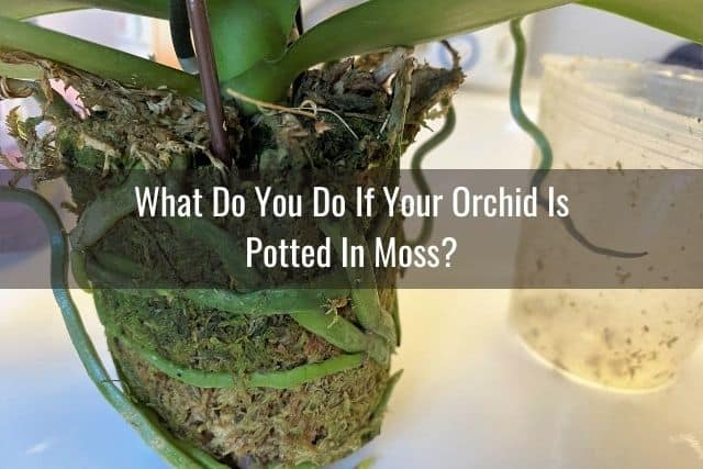 Orchid potted in moss