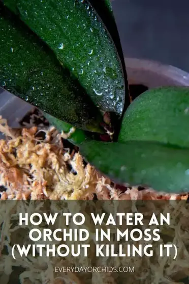 How to Water Orchids in Moss? – The Garden Bug Detroit