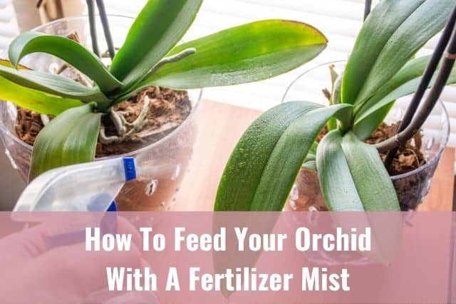 Person misting orchids with fertilizer