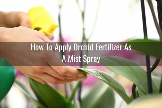 Person misting orchid fertilizer onto orchid leaves