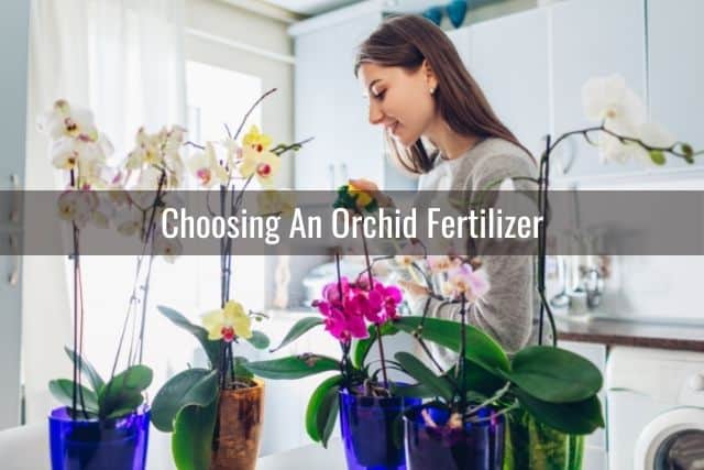 Woman taking care of her orchid collection