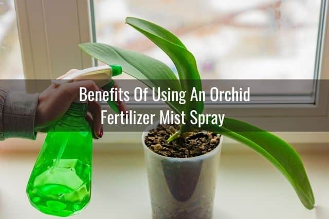Orchid plant being misted with orchid fertilizer