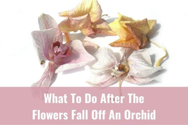 Orchid flowers that have fallen off