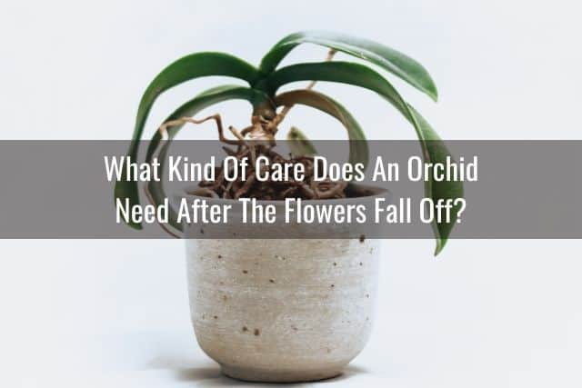 Orchid needing care after its flowers have fallen off