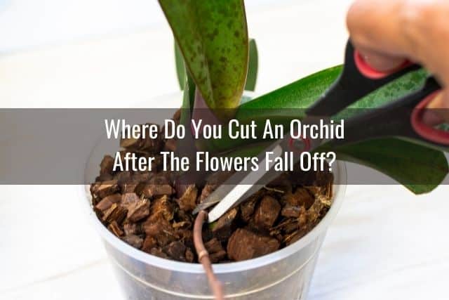 Pruning an orchid flower spike at the base after flowers fall off