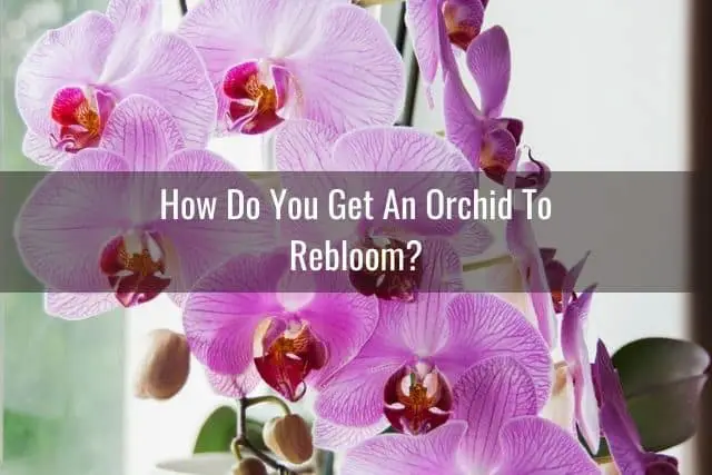 Orchid reblooming after the right care