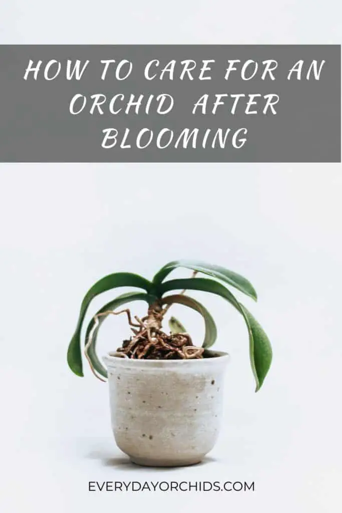Orchid needing care after it has lost its flowers