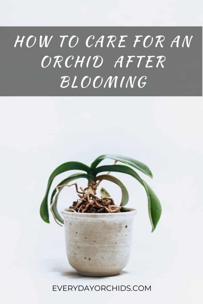 Orchid needing care after it has lost its flowers