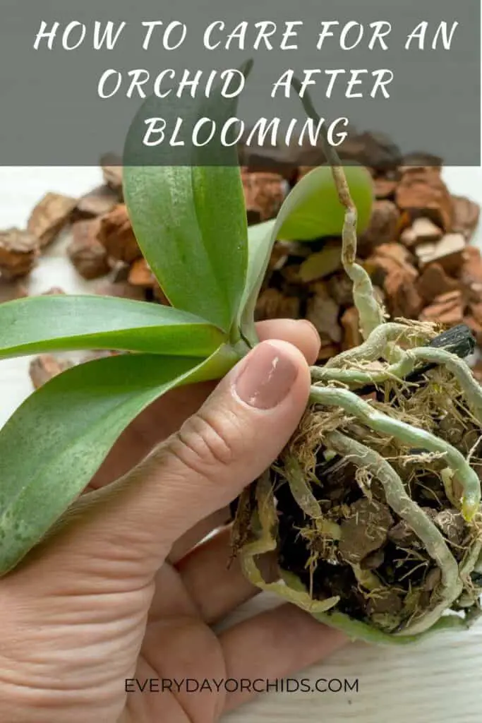 Orchid Care After Flowering Everyday Orchids