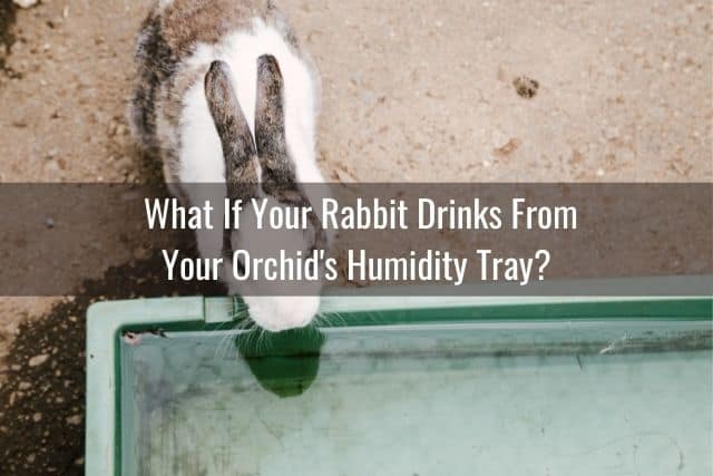 Rabbit drinking from watering tray