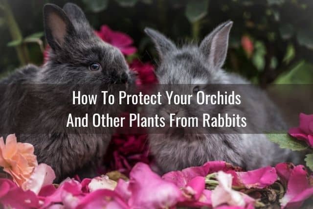 Rabbits after eating orchids and other plants