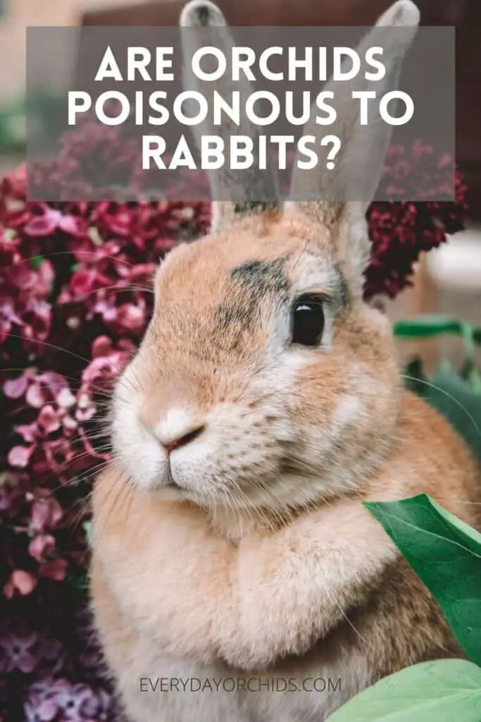 Rabbit with orchids in background