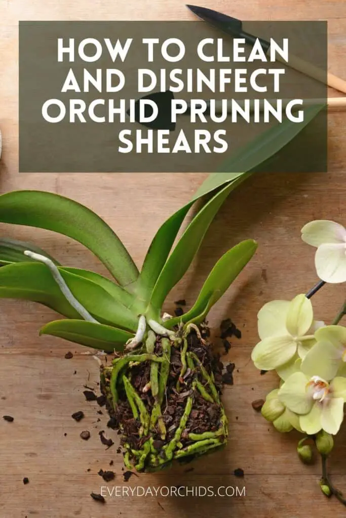 Orchid being repotted, using pruning shears and gardening tools