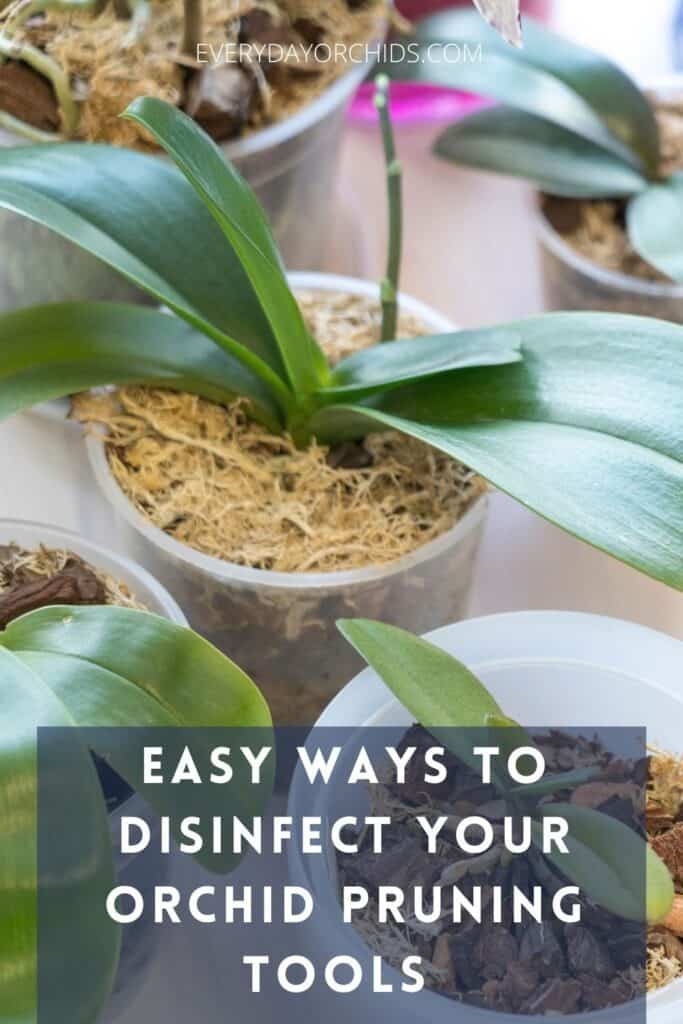 Healthy orchids, make sure you disinfect your gardening tools