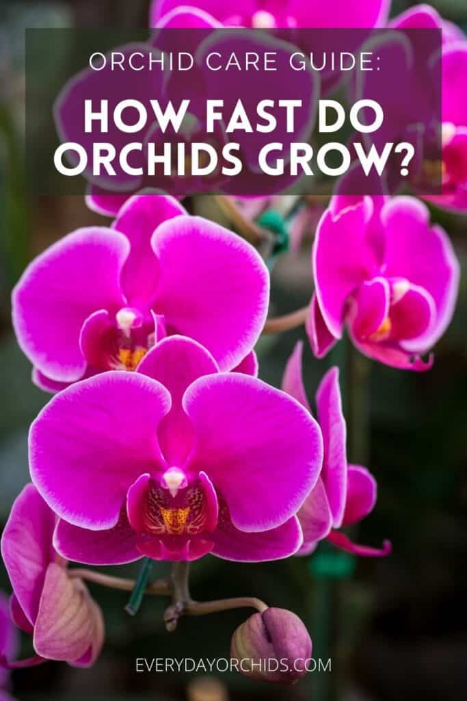 Pink orchid flowers