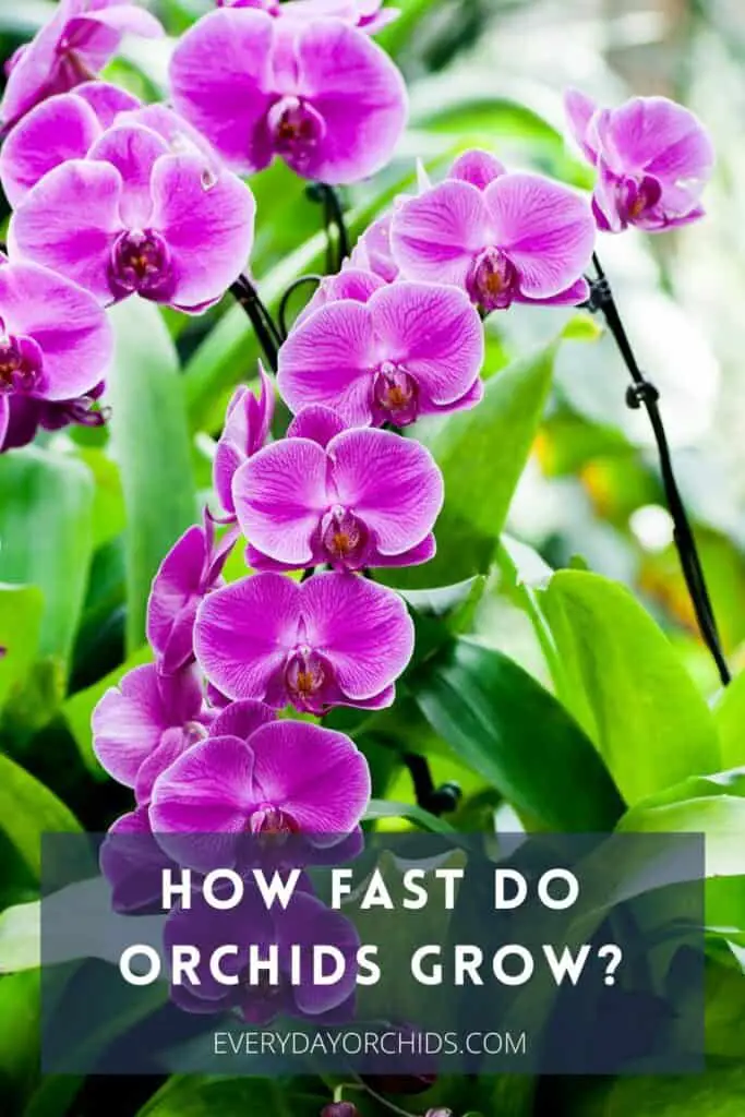 How Fast Do Orchids Grow? Orchid Growth: Season By Season - Everyday ...