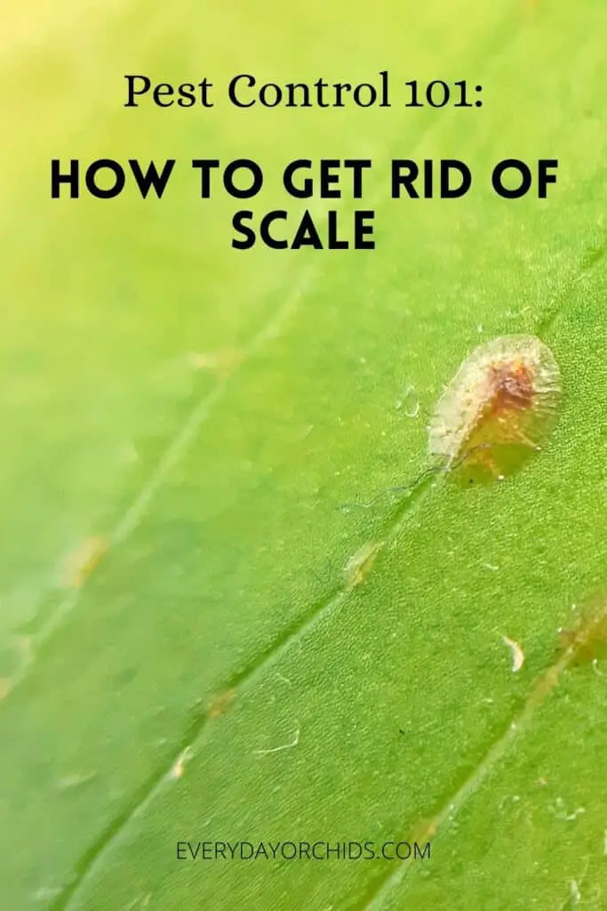 How To Get Rid Of Scale From Your Orchid - Everyday Orchids