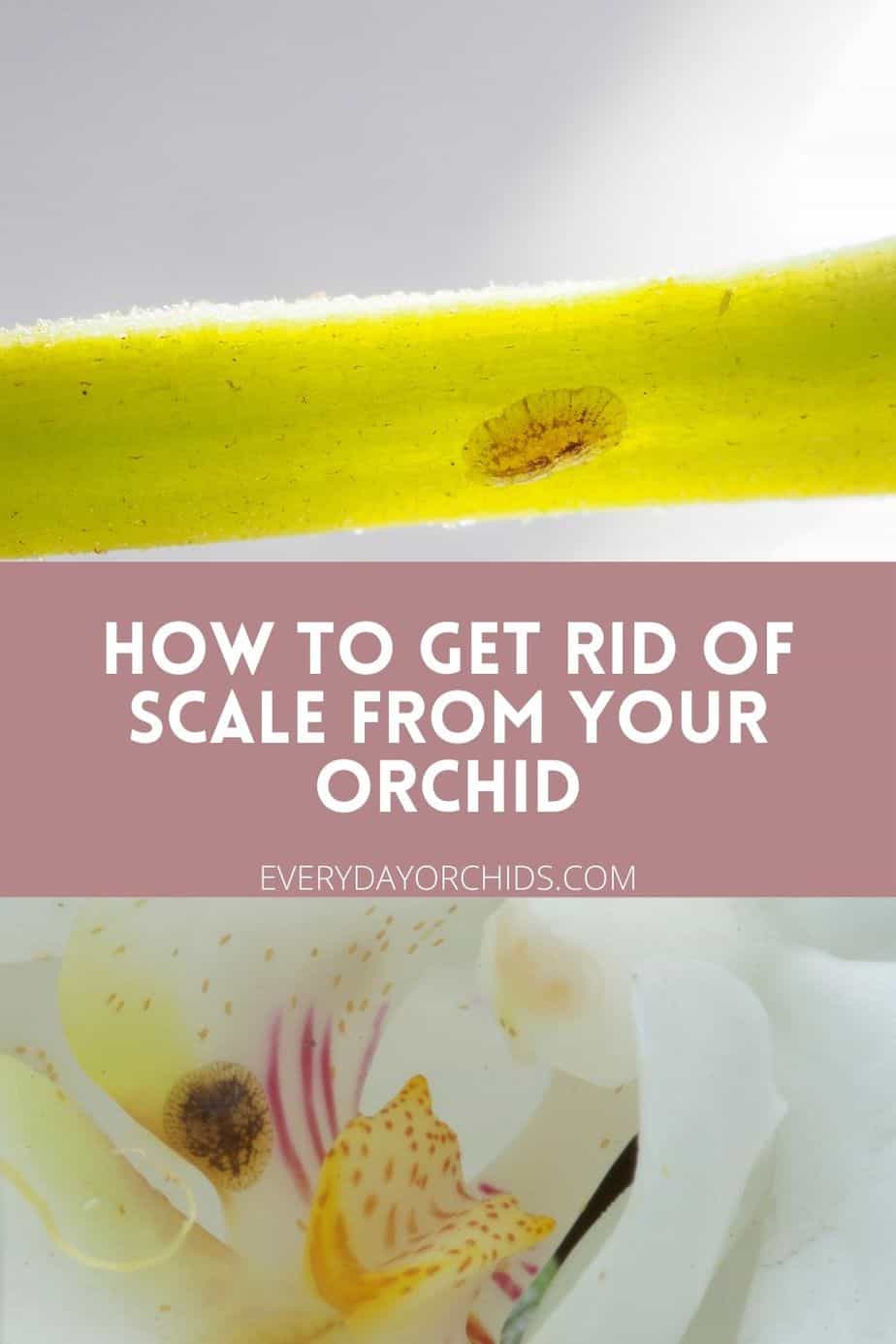 How To Get Rid Of Scale From Your Orchid - Everyday Orchids