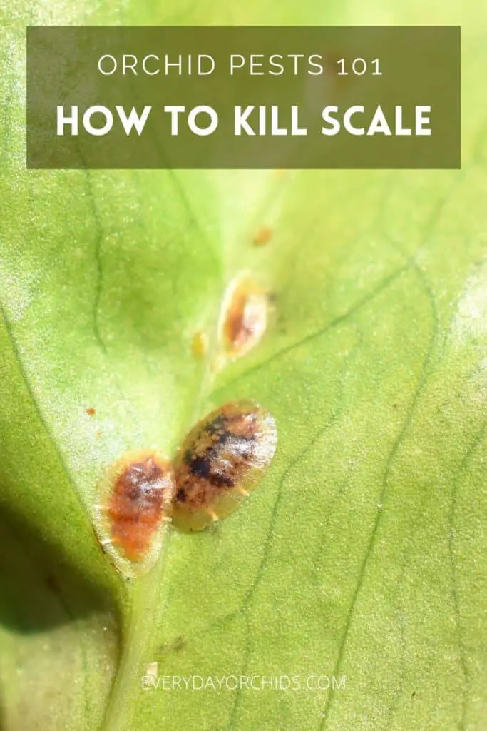 Leaf with scale pests on it