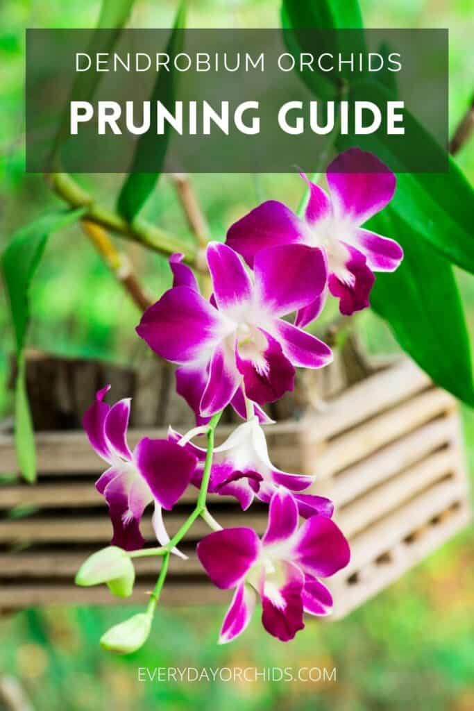 How To Prune A Dendrobium Orchid - Everyday Orchids