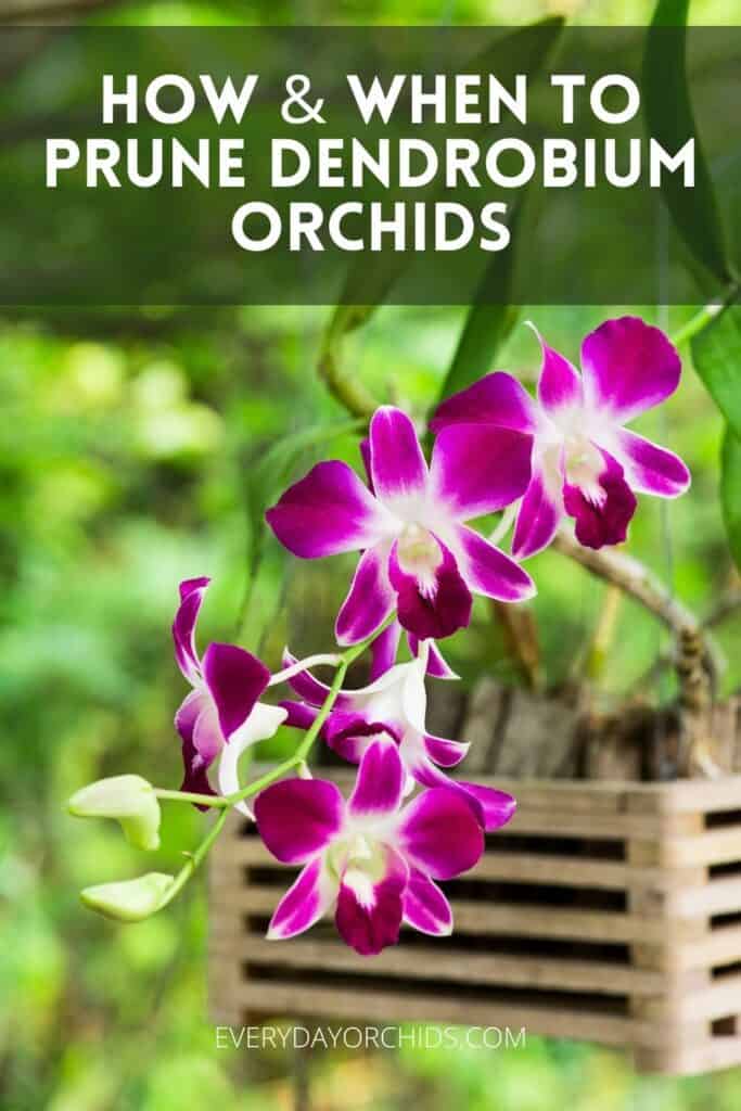 Dendrobium orchids in a basket