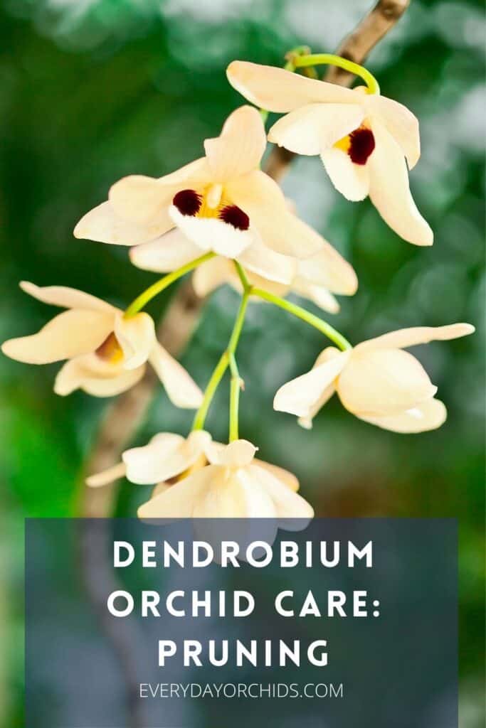 Yellow Dendrobium orchid flowers