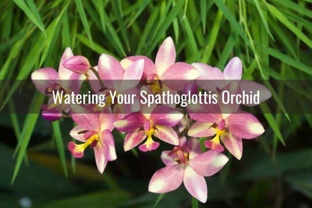Pink and white Spathoglottis orchid flowers outdoors