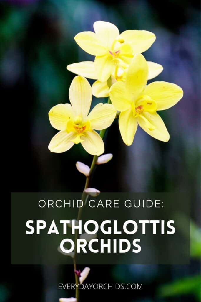 Yellow Spathoglottis orchids
