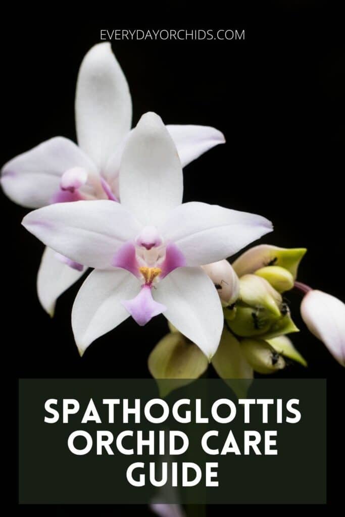 White Spathoglottis orchid flowers