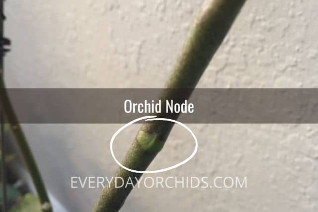 Close up of orchid node