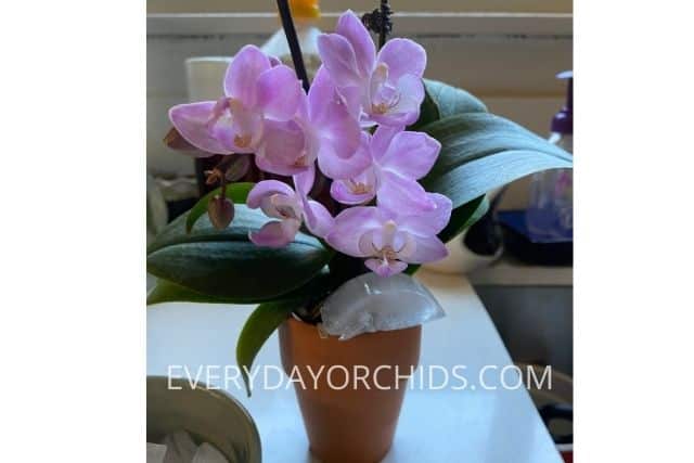 Phalaenopsis orchid with ice cube
