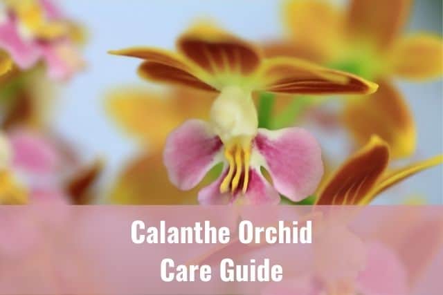 Orange and pink Calanthe orchid flower