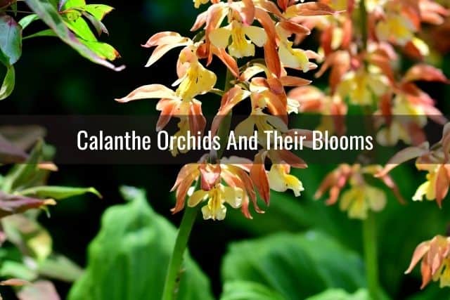 Orange and yellow Calanthe orchid flowers outdoors