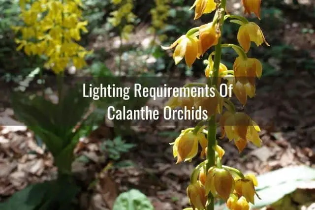 Calanthe orchids growing outdoors in the forest